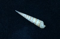 藏品(蒼白筍螺 )的圖片
